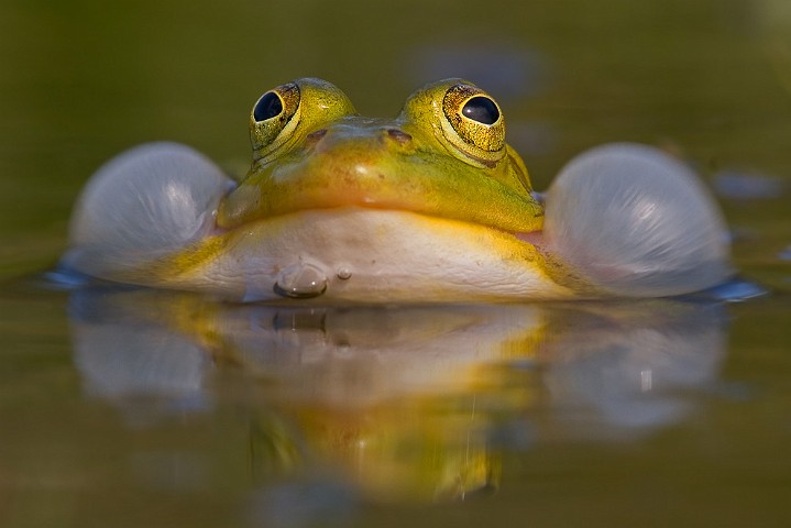 Teichfrosch Rana esculenta